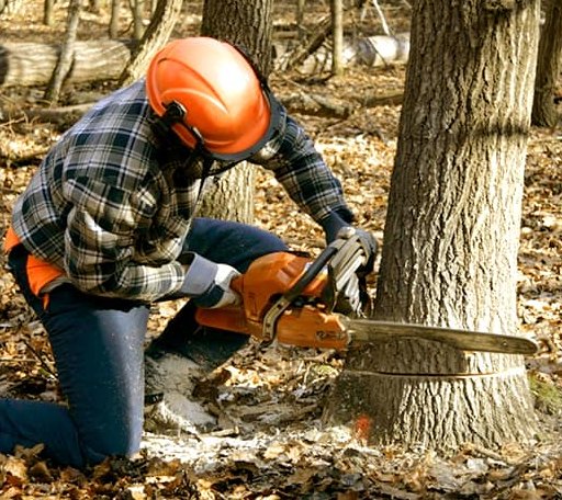 Tree Removal in Houston, MS